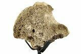 Fossil Hadrosaur Partial Vertebra w/ Metal Stand - South Dakota #335502-4